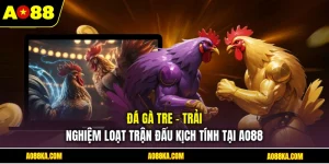 Đá Gà Tre - Trải Nghiệm Loạt Trận Đấu Kịch Tính Tại AO88